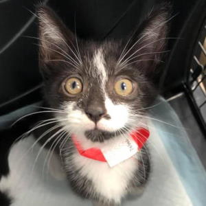 cute kitten 300x300 cute kitten