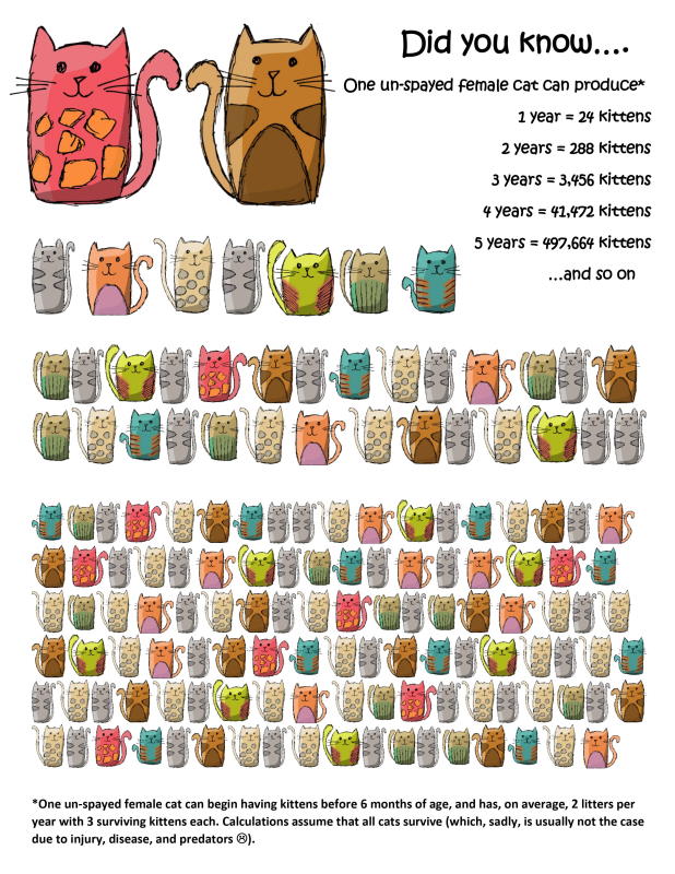 infographic with facts on unspayed cat population increases