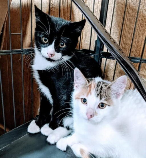 Twin County Humane Society - Carroll, Grayson, Galax Virginia