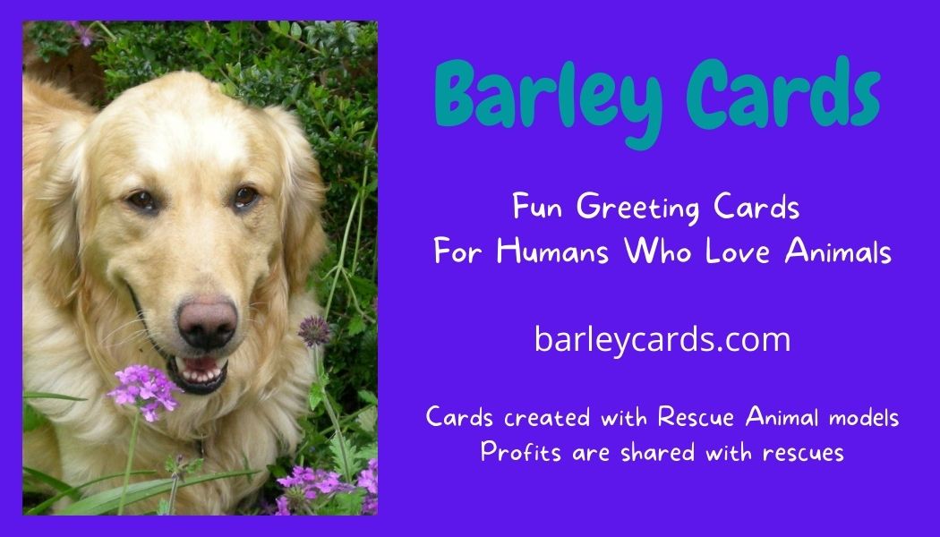 business card for barley cards
