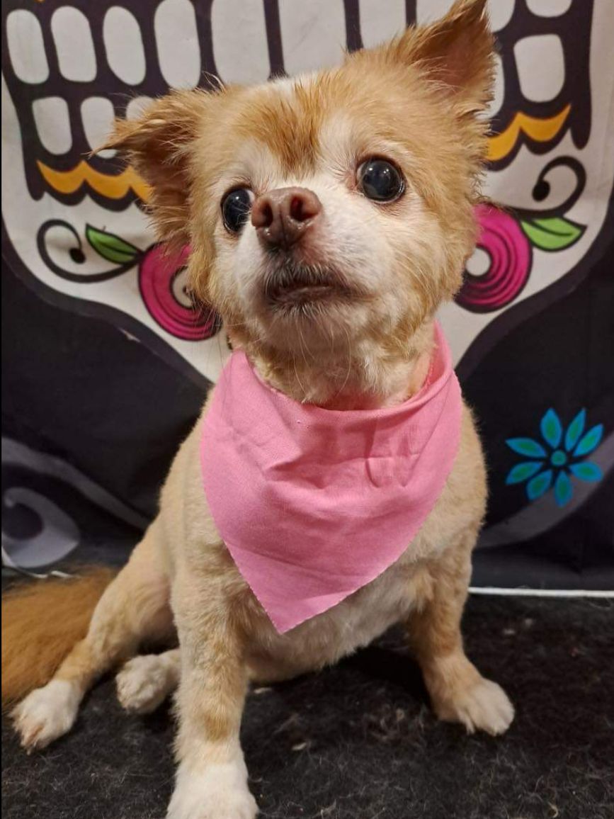 puppy with pink bandana