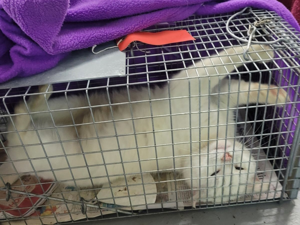 relaxed white cat on its back in carrier 
