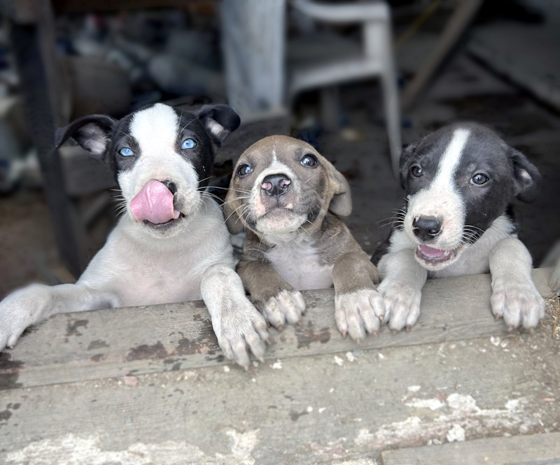 three black and white pups