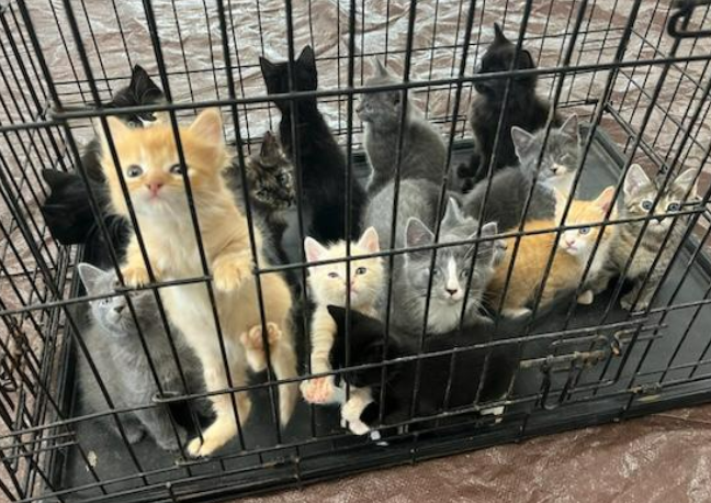 kittens in crate