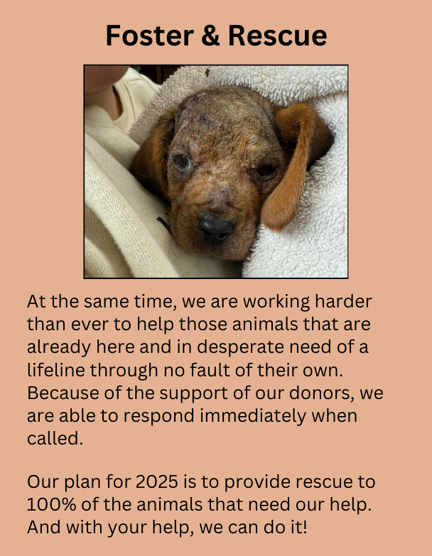 description of foster-rescue achievements of 2024