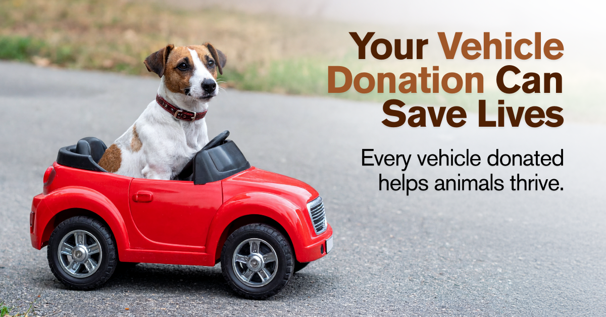 2 dogs in a 1966 mustang